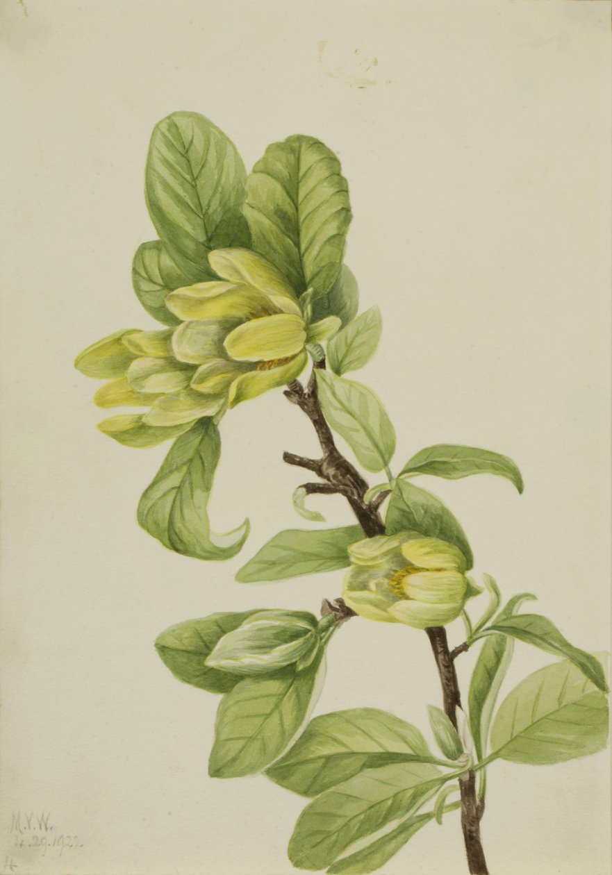 أصفر Cucumbertree Magnolia cordata ، 1922. بواسطة ماري فو والكوت