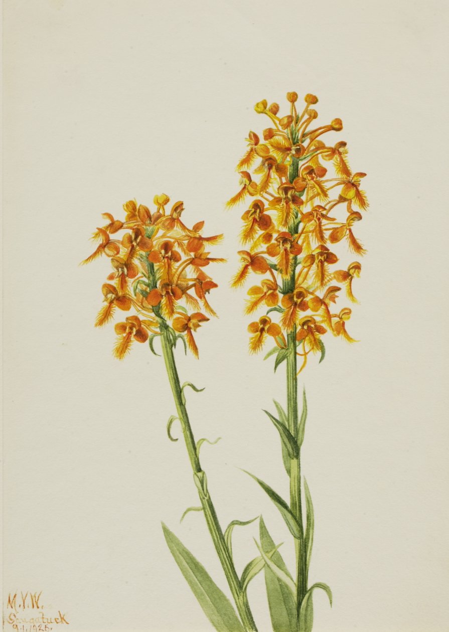 Yellow Fringe Orchid Habenaria ciliaris ، 1926. بواسطة ماري فو والكوت