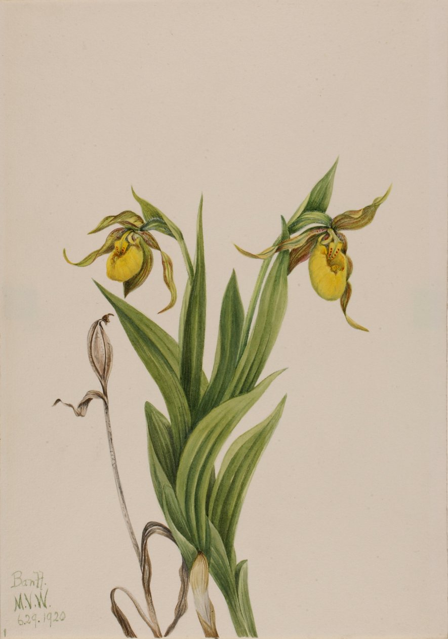 شبشب سيدة صفراء Cypripedium parviflorum ، 1920. بواسطة ماري فو والكوت