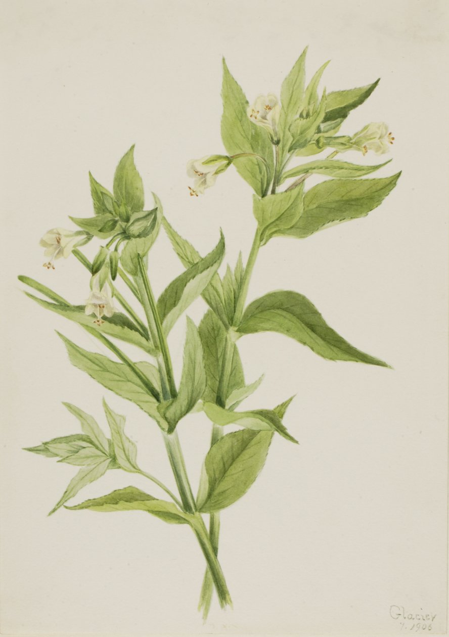 صفصاف الأعشاب الصفراء Epilobium lutem ، 1906. بواسطة ماري فو والكوت