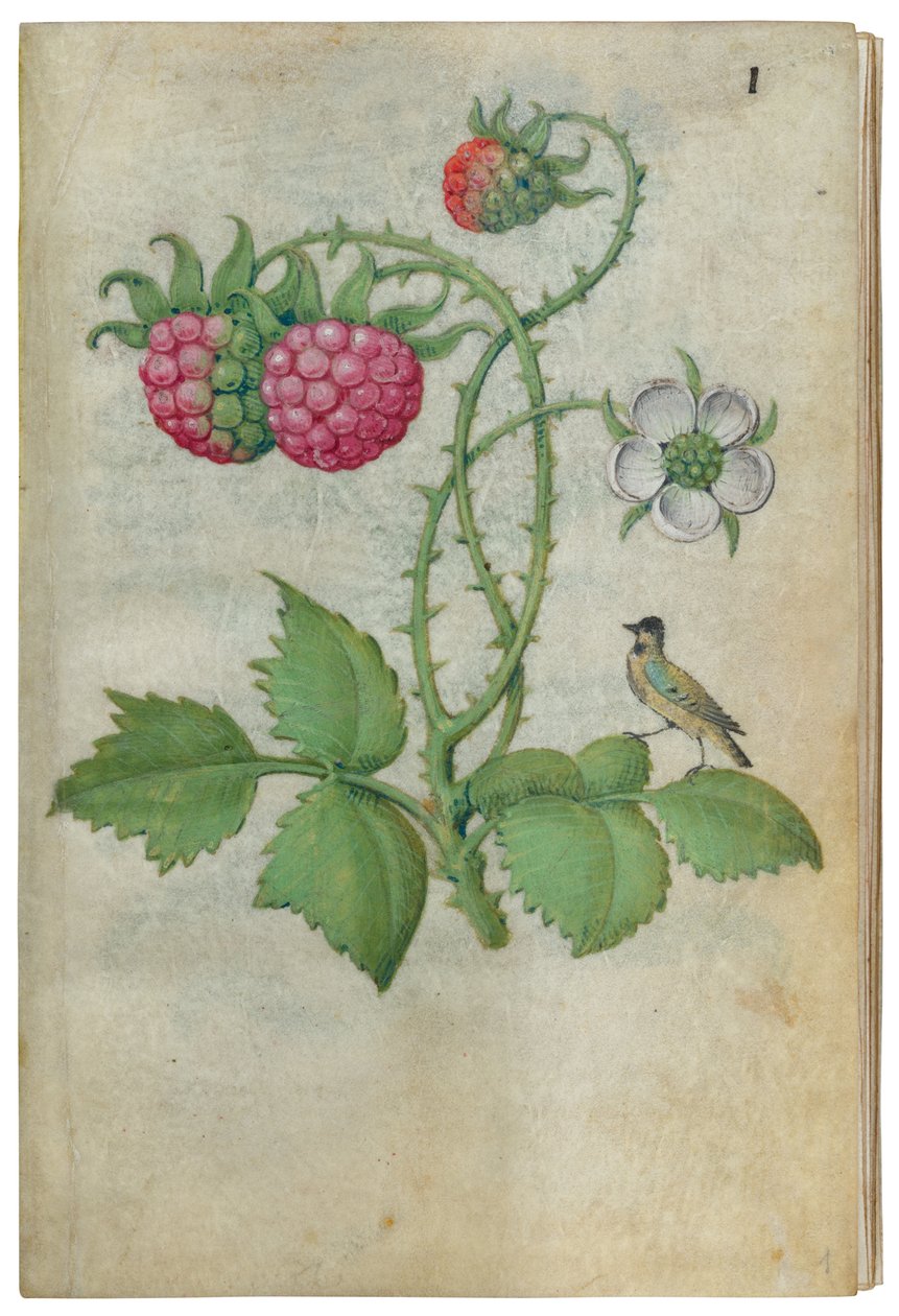 كتاب دراسات الزهور ، كاليفورنيا. 1510-1515. بواسطة سيد كلود دي فرنسا