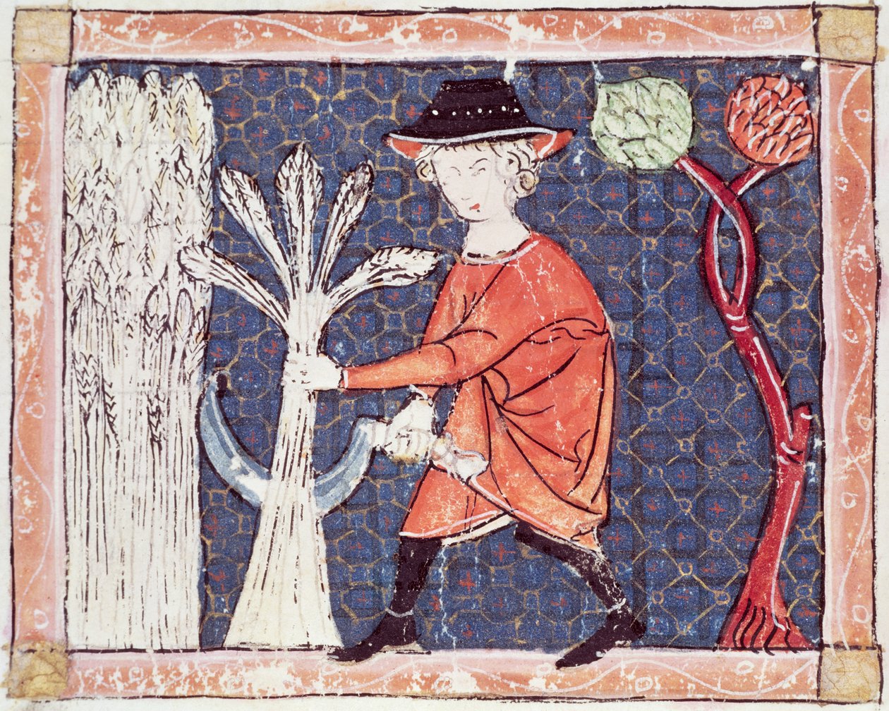 Fol.58v يوليو: الحصاد بواسطة Matfre Ermengaut