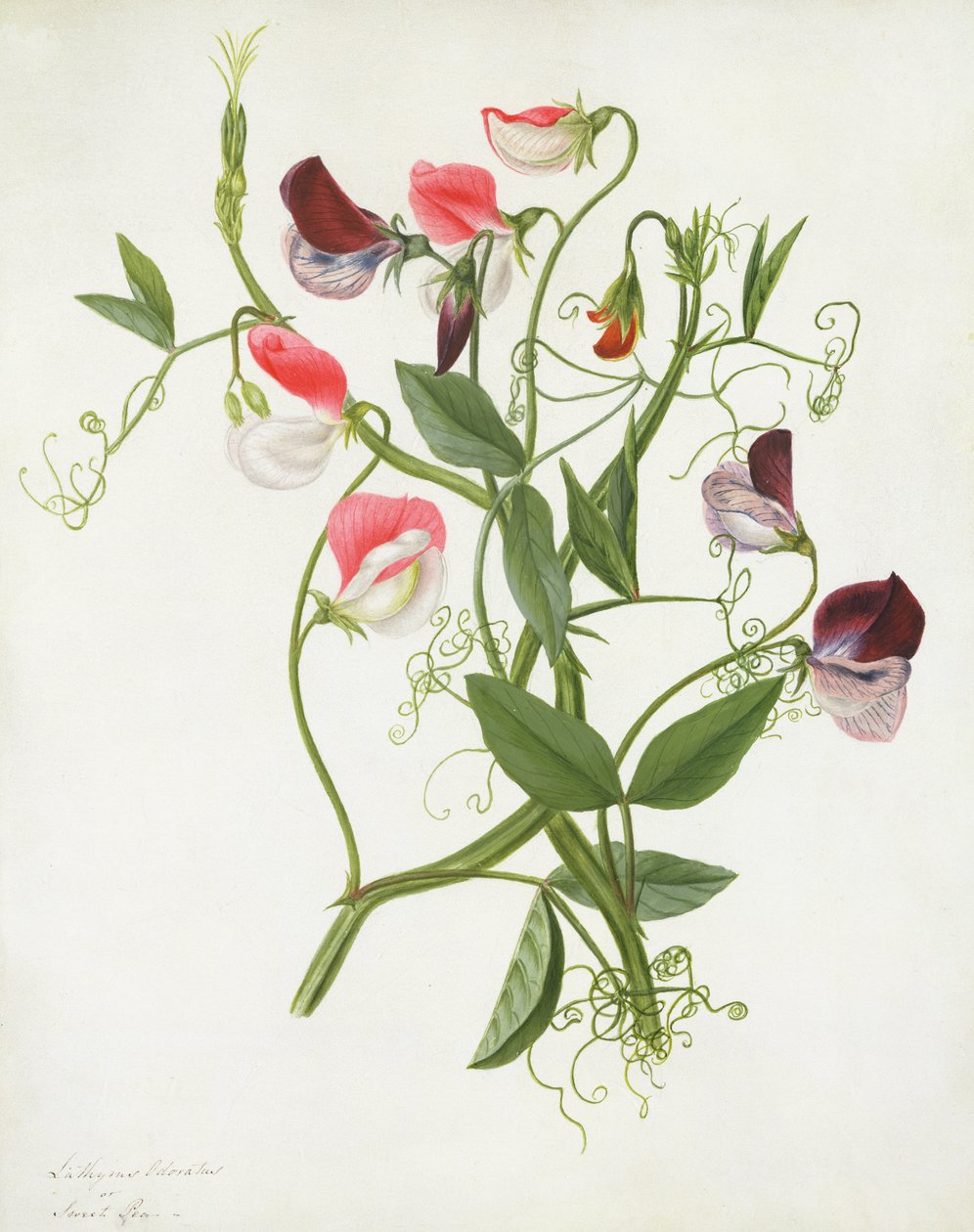 Lathyrus Odoratus (مرحاض وغواش فوق قلم رصاص على الرق) بواسطة ماتيلدا كونيرز