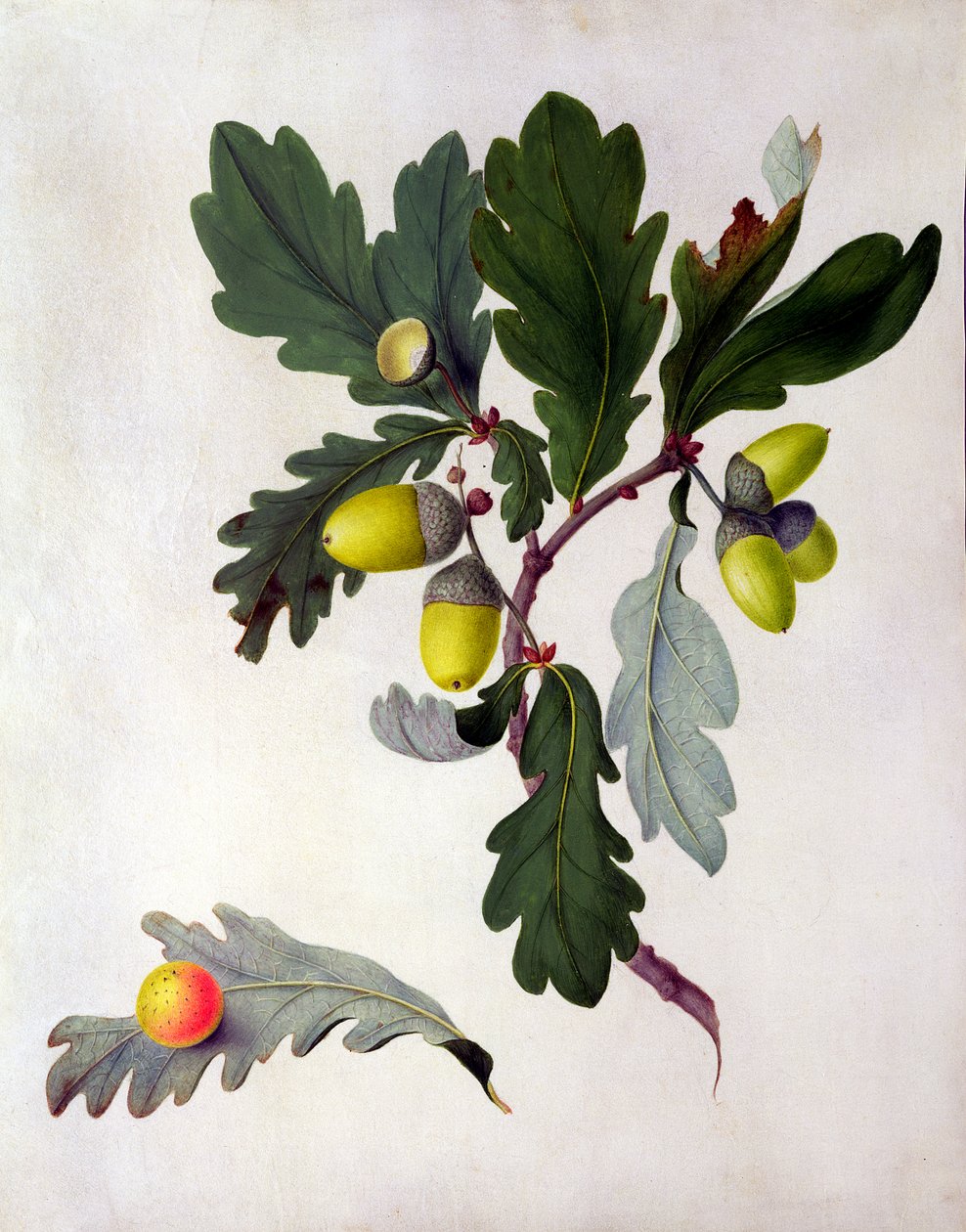 Quercus (مرحاض وغواش فوق قلم رصاص على الرق) بواسطة ماتيلدا كونيرز