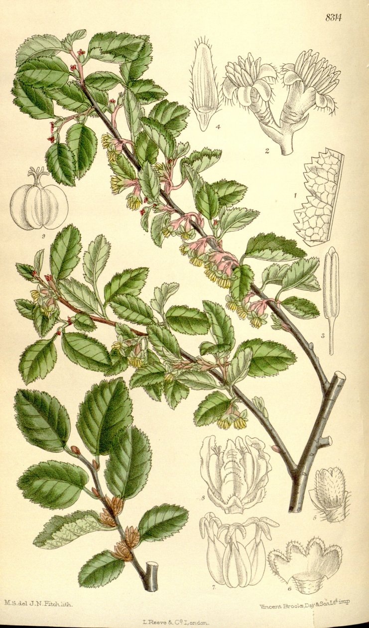 Nothofagus أنتاركتيكا بواسطة JN Fitch
