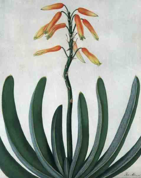 Aloe Striata (ألوان مائية وغواش فوق قلم رصاص على رق) بواسطة ماتيلدا كونيرز