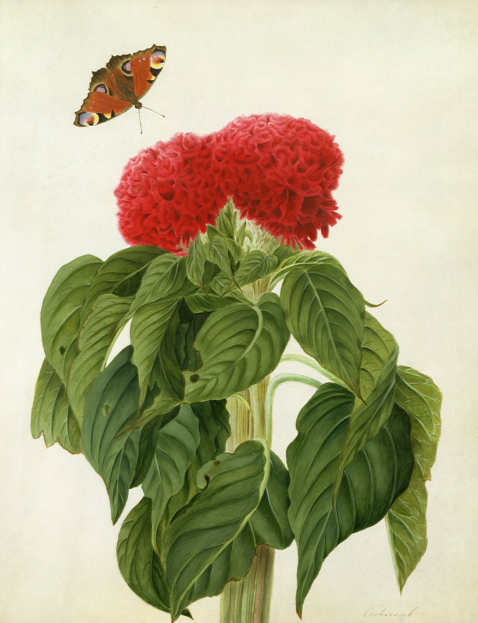 Celosia Argentea Cristata و Butterfly (مرحاض وغواش فوق قلم رصاص على الرق) بواسطة ماتيلدا كونيرز