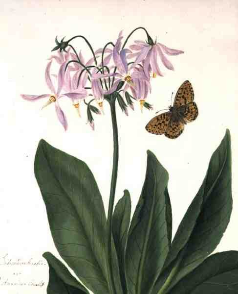 Dodecatheon Meadia and Butterfly (ألوان مائية وغواش فوق قلم رصاص على رق) بواسطة ماتيلدا كونيرز