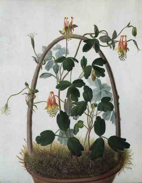 Tropaeolum Tuberosum (ألوان مائية وغواش فوق قلم رصاص على رق) بواسطة ماتيلدا كونيرز