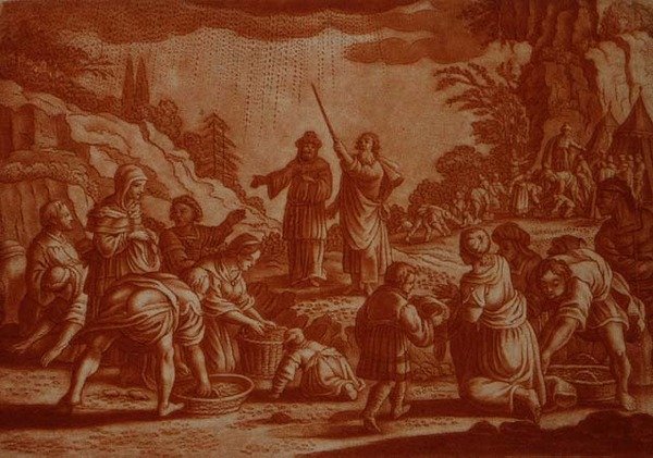 الإسرائيليون يجمعون المن ، رسم توضيحي من الكتاب المقدس ، نقش بواسطة غابرييل بودينير (1673-1766) (نقش بني داكن) بواسطة ماتاوس الثاني (بعد) ميريان