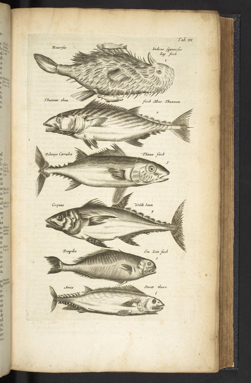 Tab III ، Tunas ، رسم توضيحي من "Historiæ naturalus de quadrupetebus" بواسطة ماتوس الأصغر ميريان