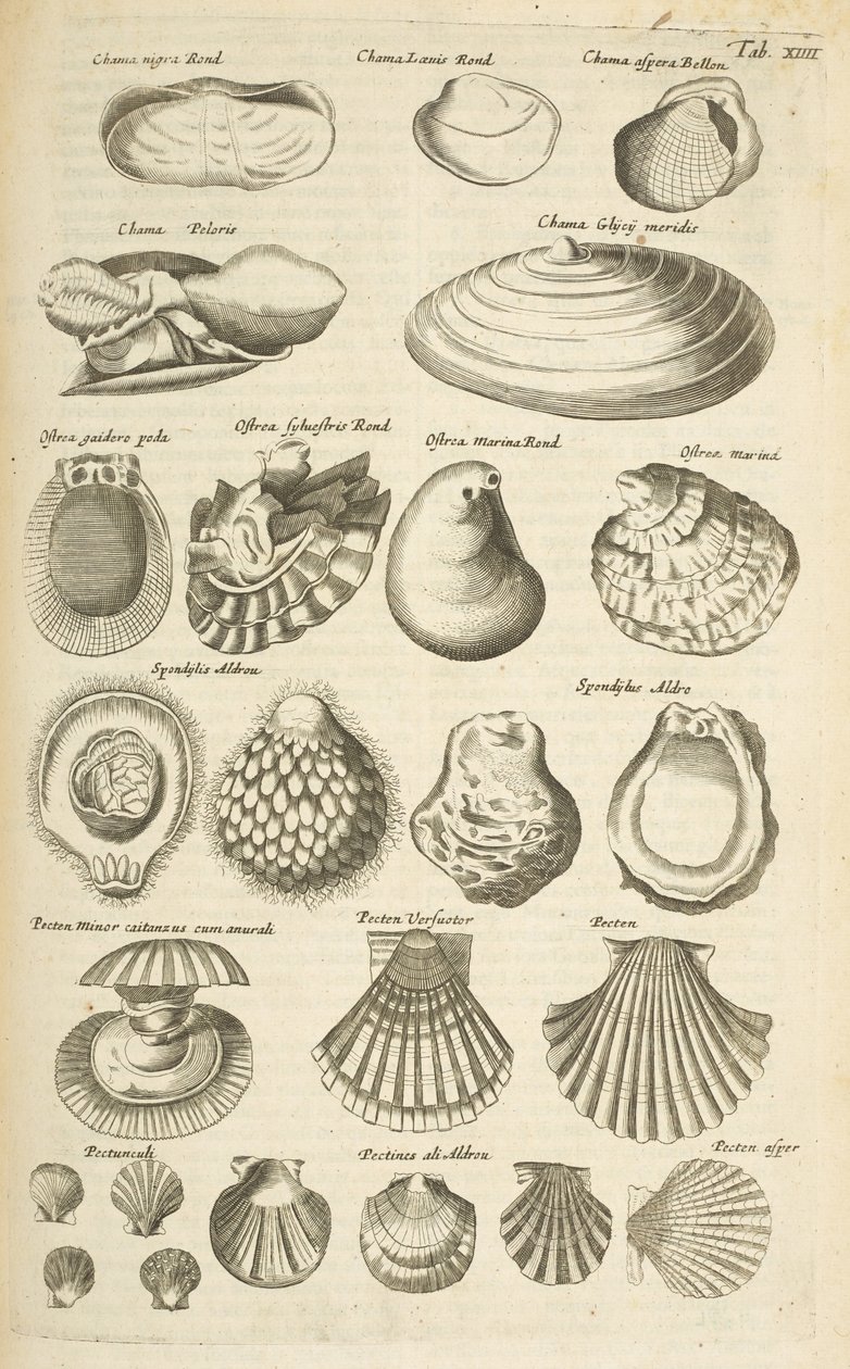 علامة التبويب الرابع عشر ، قذائف مختلفة ، رسم توضيحي من "Historiæ naturalus de quadrupetibus" بواسطة ماتوس الأصغر ميريان