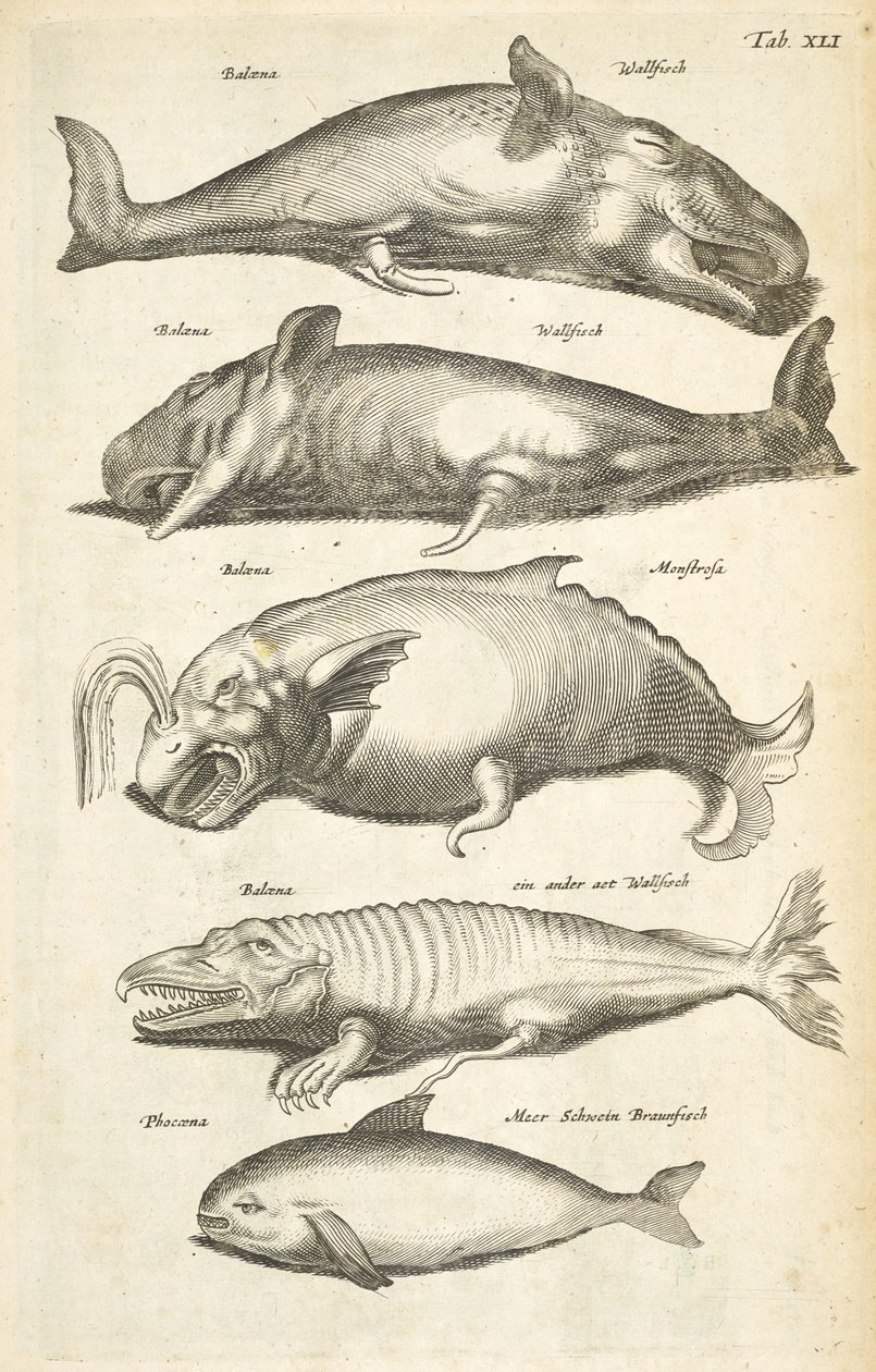 Tab XLI ، الحيتان ، رسم توضيحي من "Historiæ naturale de quadrupetibus" بواسطة ماتوس الأصغر ميريان