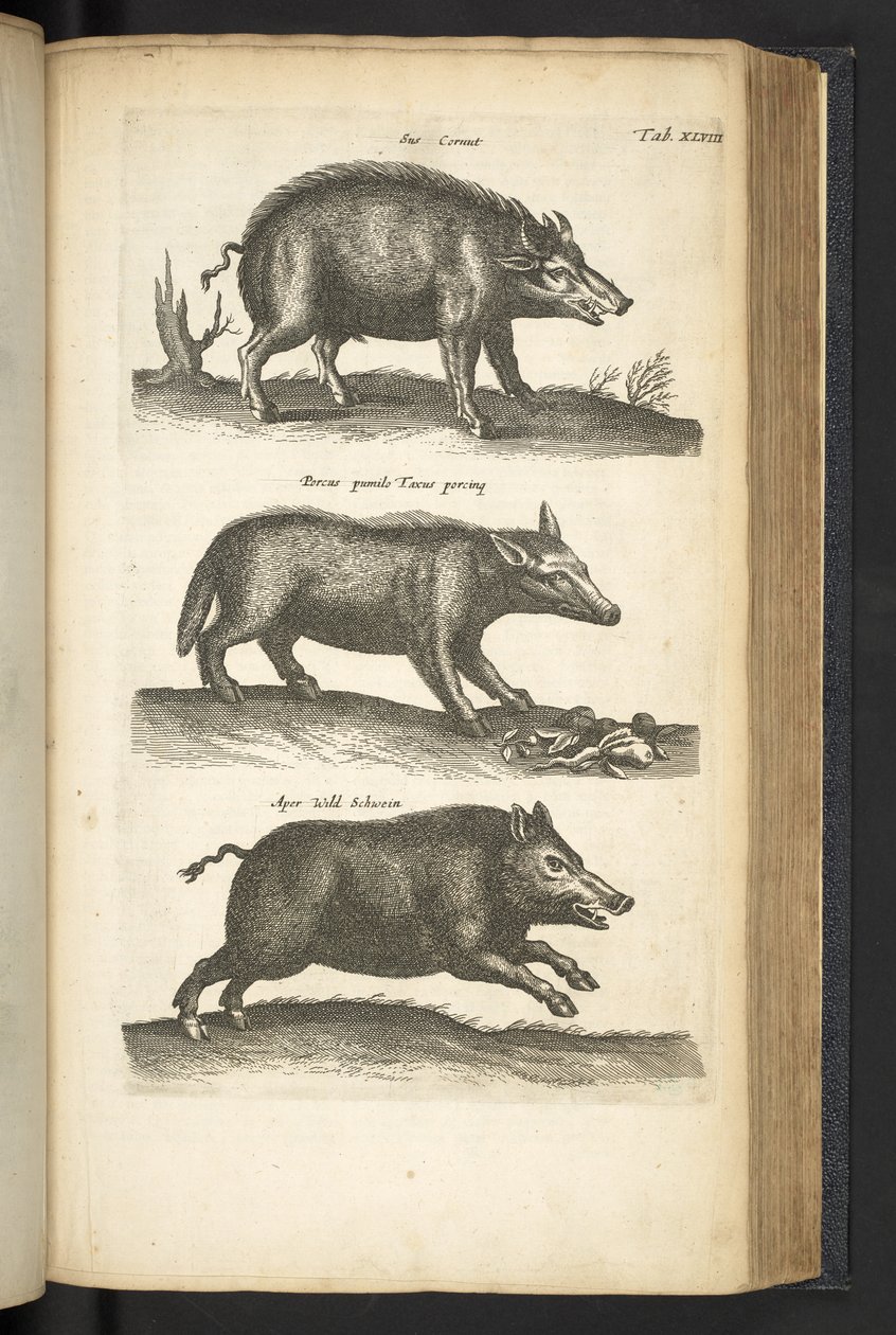 علامة التبويب 48 ، الخنزير البري ، رسم توضيحي من "Historiæ naturalus de quadrupetebus" بواسطة ماتوس الأصغر ميريان