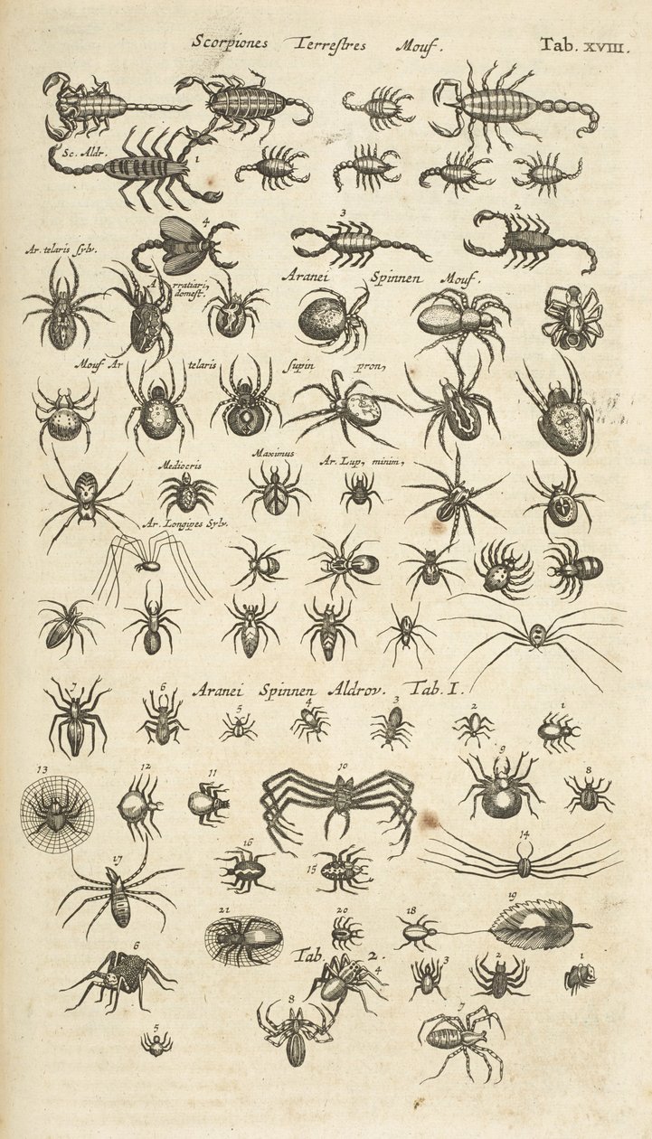 علامة التبويب XVIII ، العقارب الأرضية ، والعناكب ، رسم توضيحي من "Historiæ naturalus de quadrupetebus" بواسطة ماتوس الأصغر ميريان