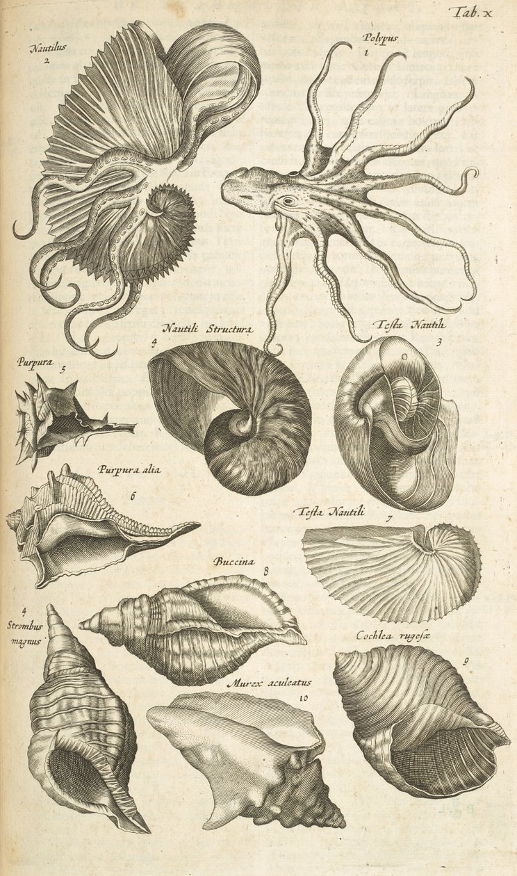 علامة التبويب X ، قذائف الأخطبوط و Nautilus ، رسم توضيحي من "Historiæ naturalus de quadrupetibus" بواسطة ماتوس الأصغر ميريان
