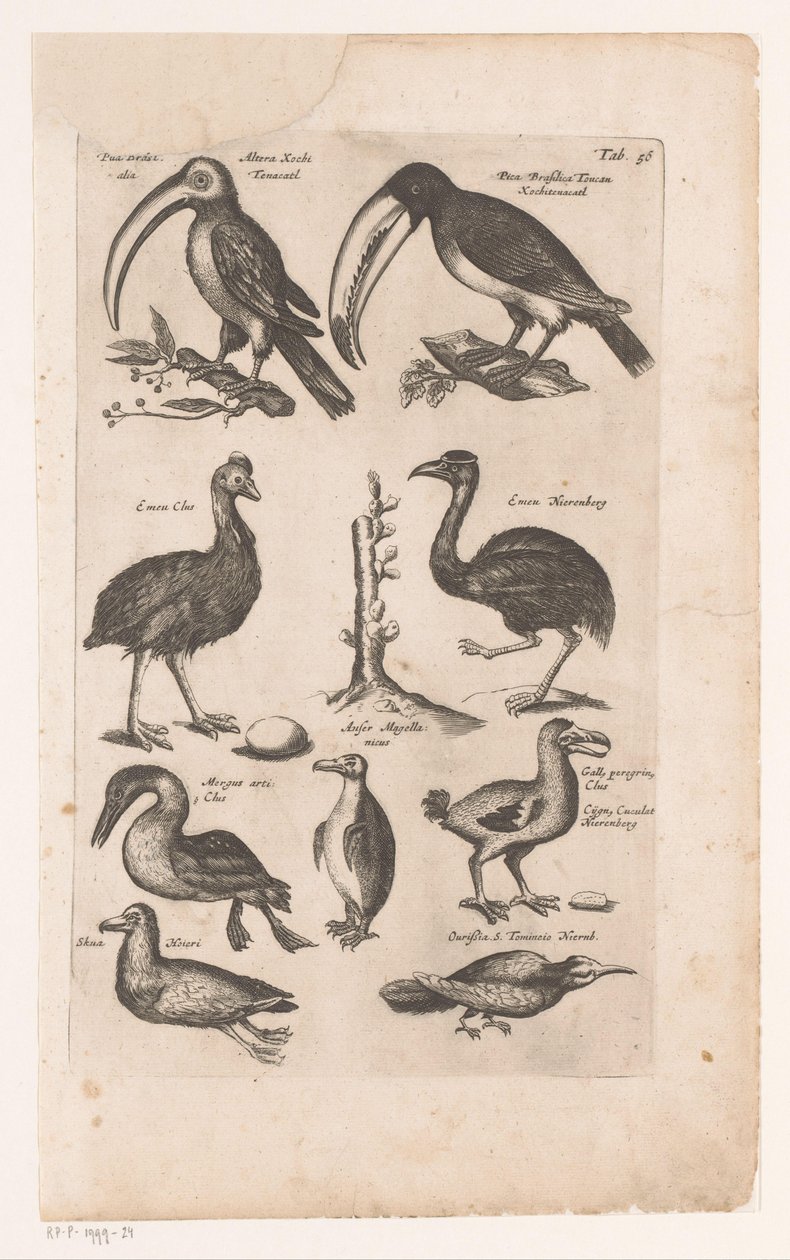 Toekans en andere vogels التاريخ الطبيعي للطيور ، الكتاب 6 ج.جونستون (عنوان السلسلة) بواسطة ماتيوس ميريان