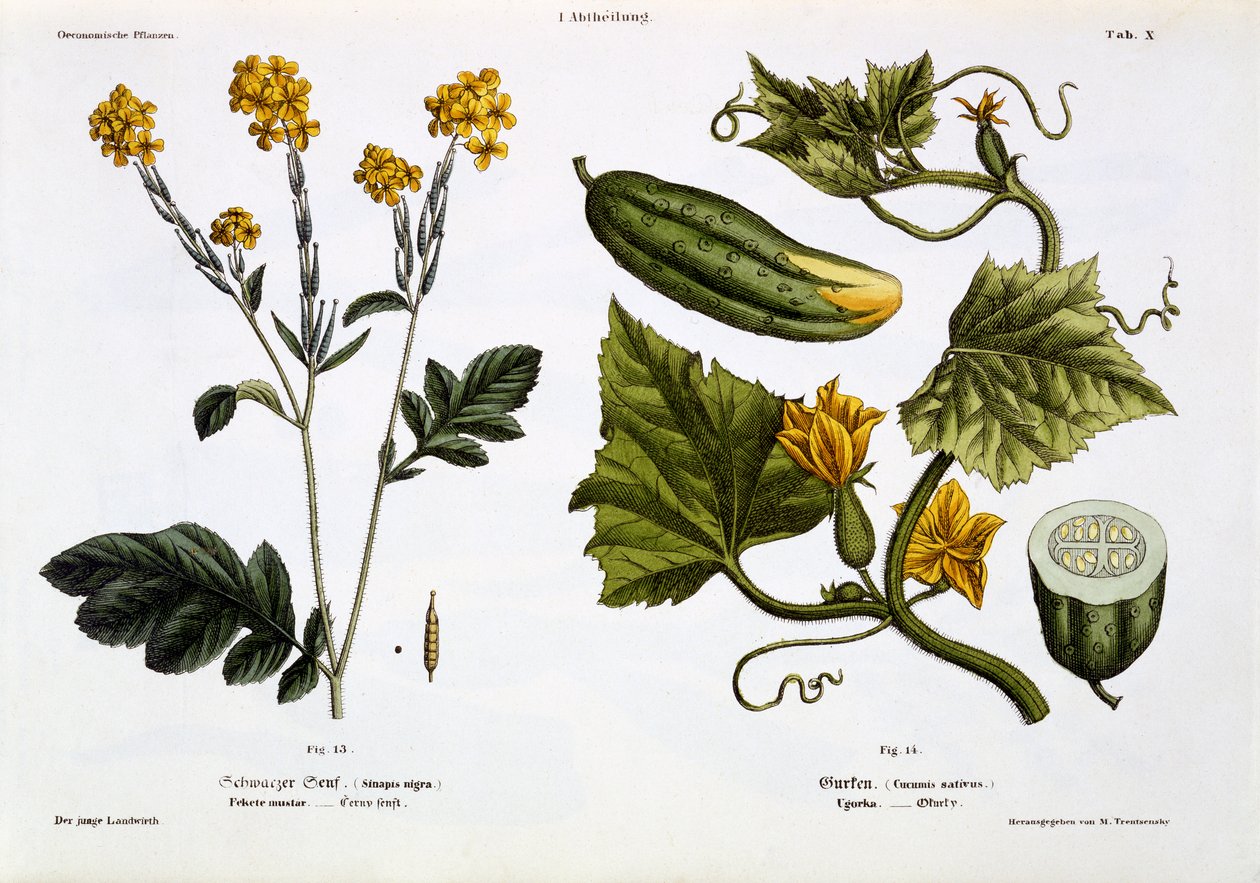 Sinapis nigra (الشكل 13) ، Cucumis Sativus (الشكل 14) ، من "Der Junge Landwirth" ، تم نشره عام 1845 (لوحة ليثو ملونة باليد) بواسطة ماتياس ترينتسنسكي
