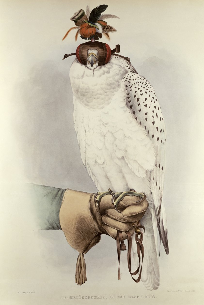 The Greenlander ، Faucon Blanc Mue ، من Traite de Fauconnerie بقلم H. Schlegel & AH Verster de Wulverhorst ، 1844-53 بواسطة ماتياس وولف