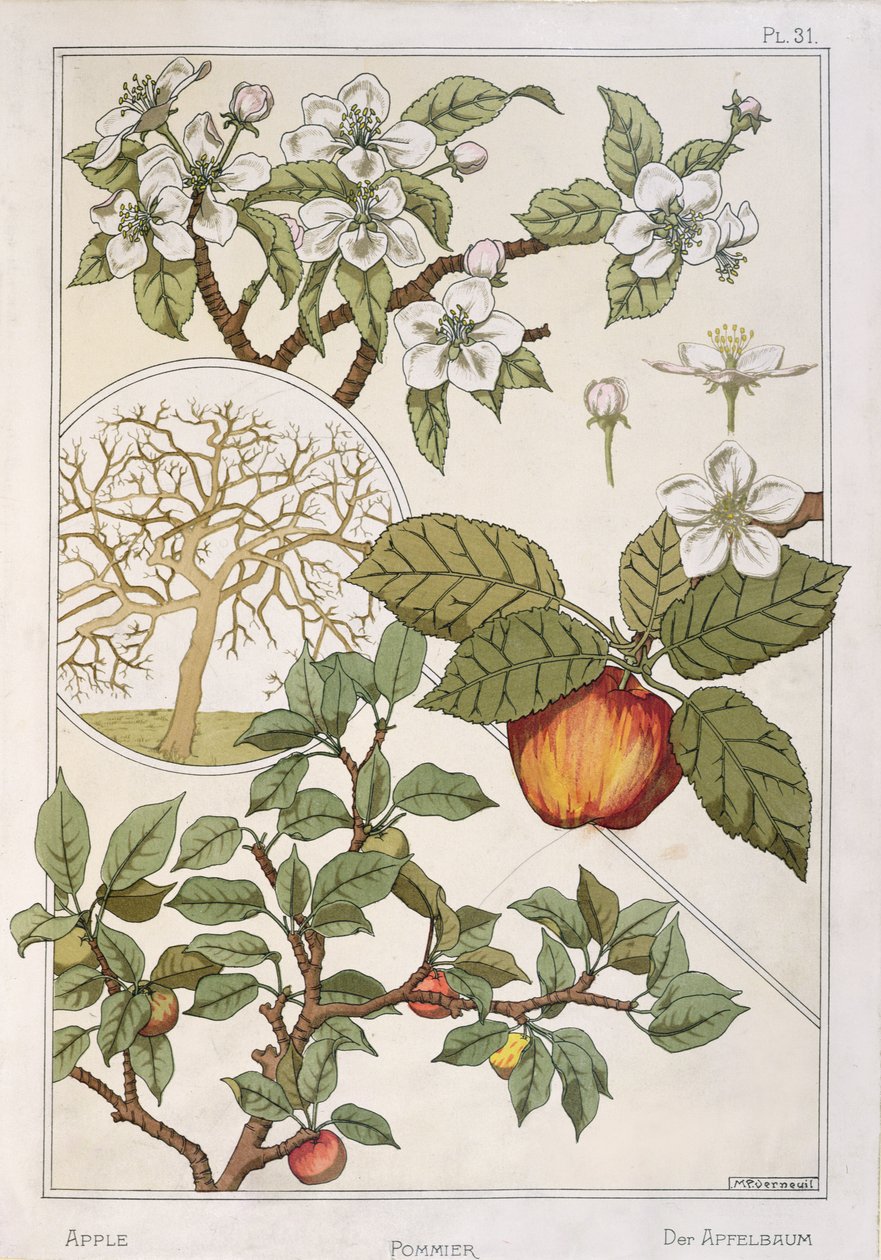 شجرة التفاح والفواكه والزهور ، من "Encyclopédie Botanique" ، حوالي 1900 (لون ليثو) بواسطة موريس بيلارد فيرنويل