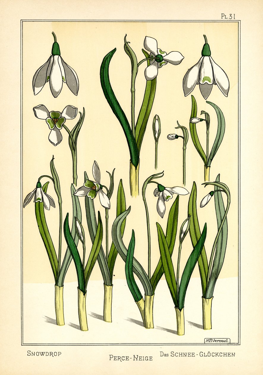 Snowdrop (لون litho) بواسطة موريس بيلارد فيرنويل