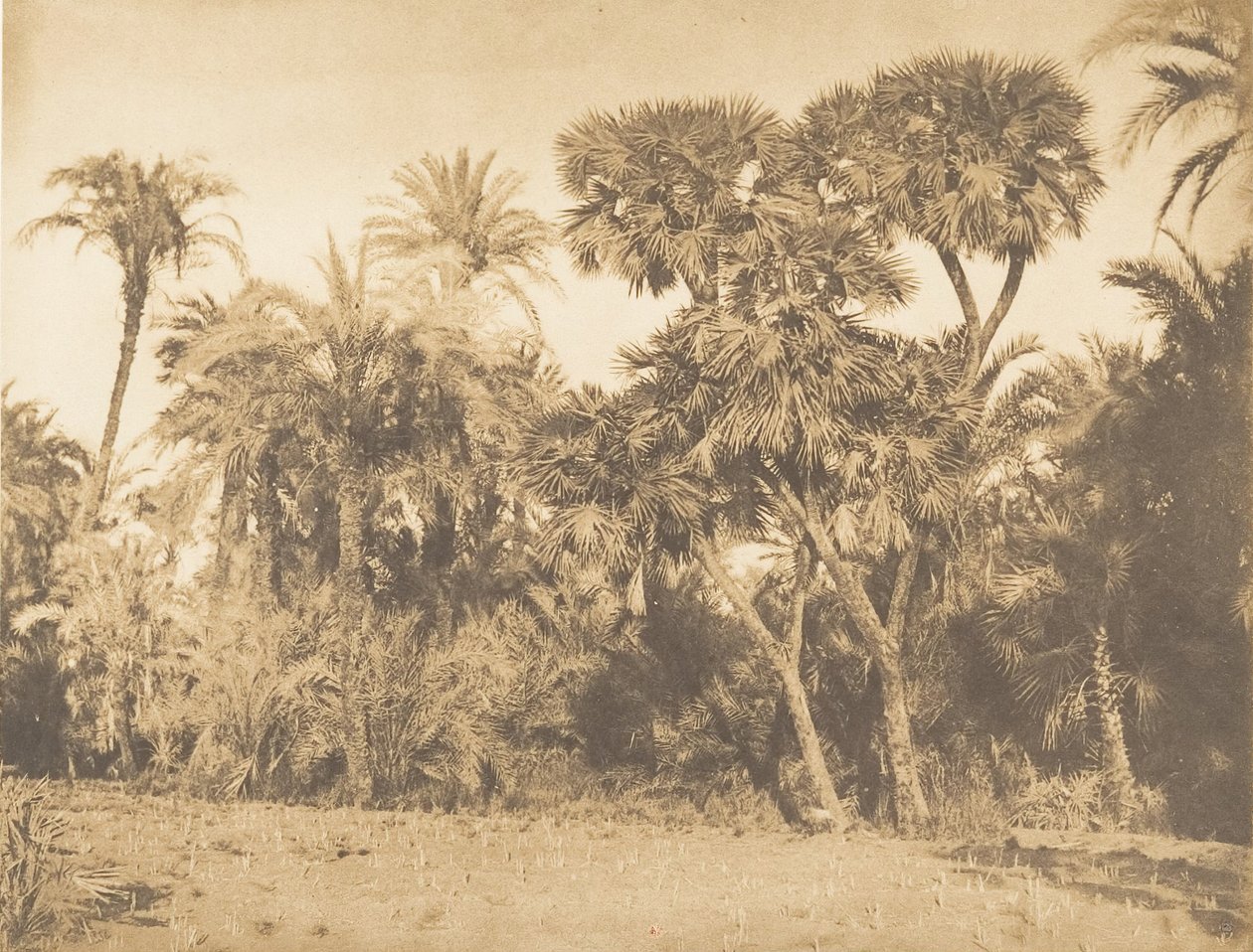 خشب نخيل ودوم ، في حمارنة ، 1849-50. بواسطة ماكسيم دو كامب