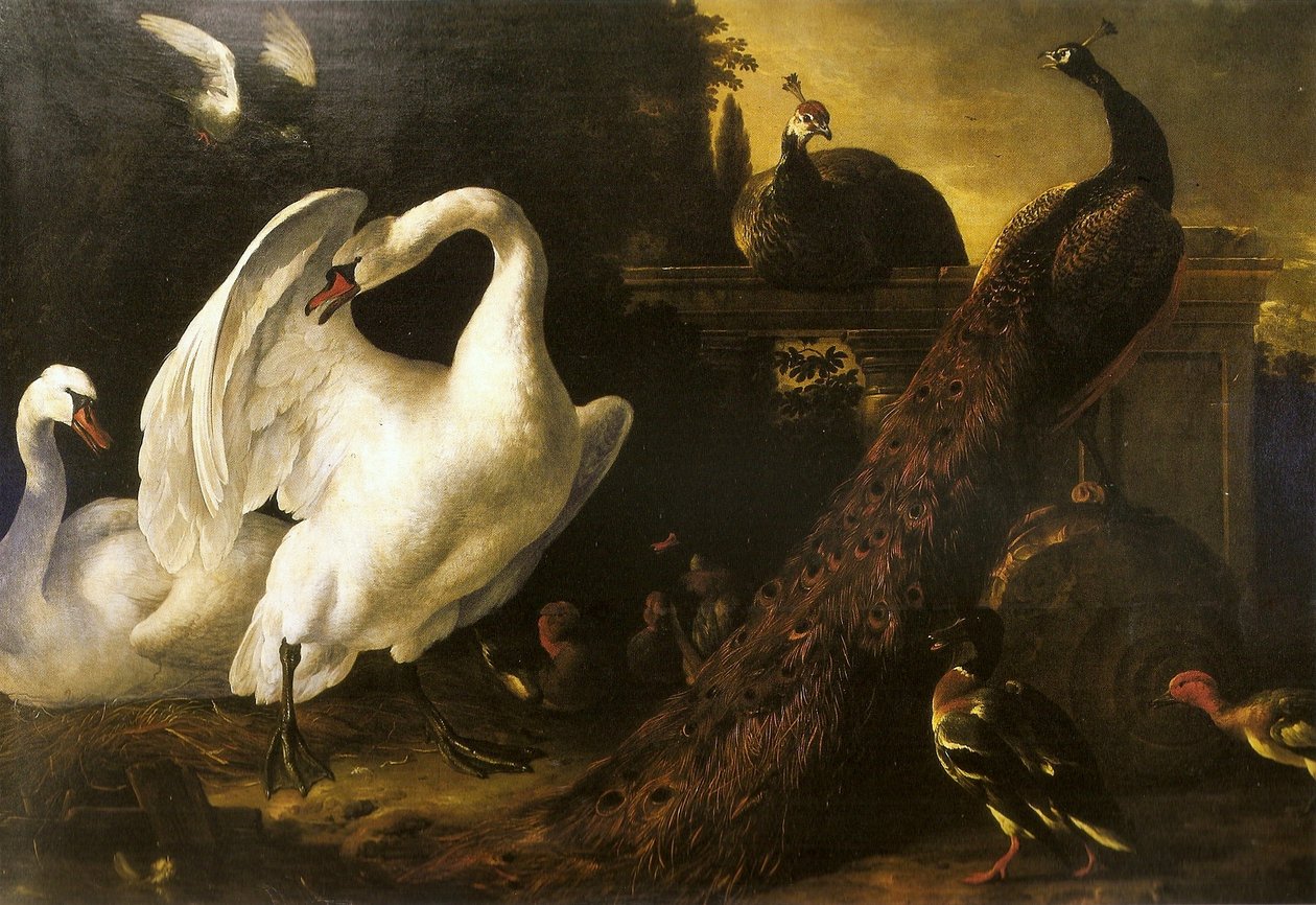 البجع والطاووس بواسطة Melchior de Hondecoeter