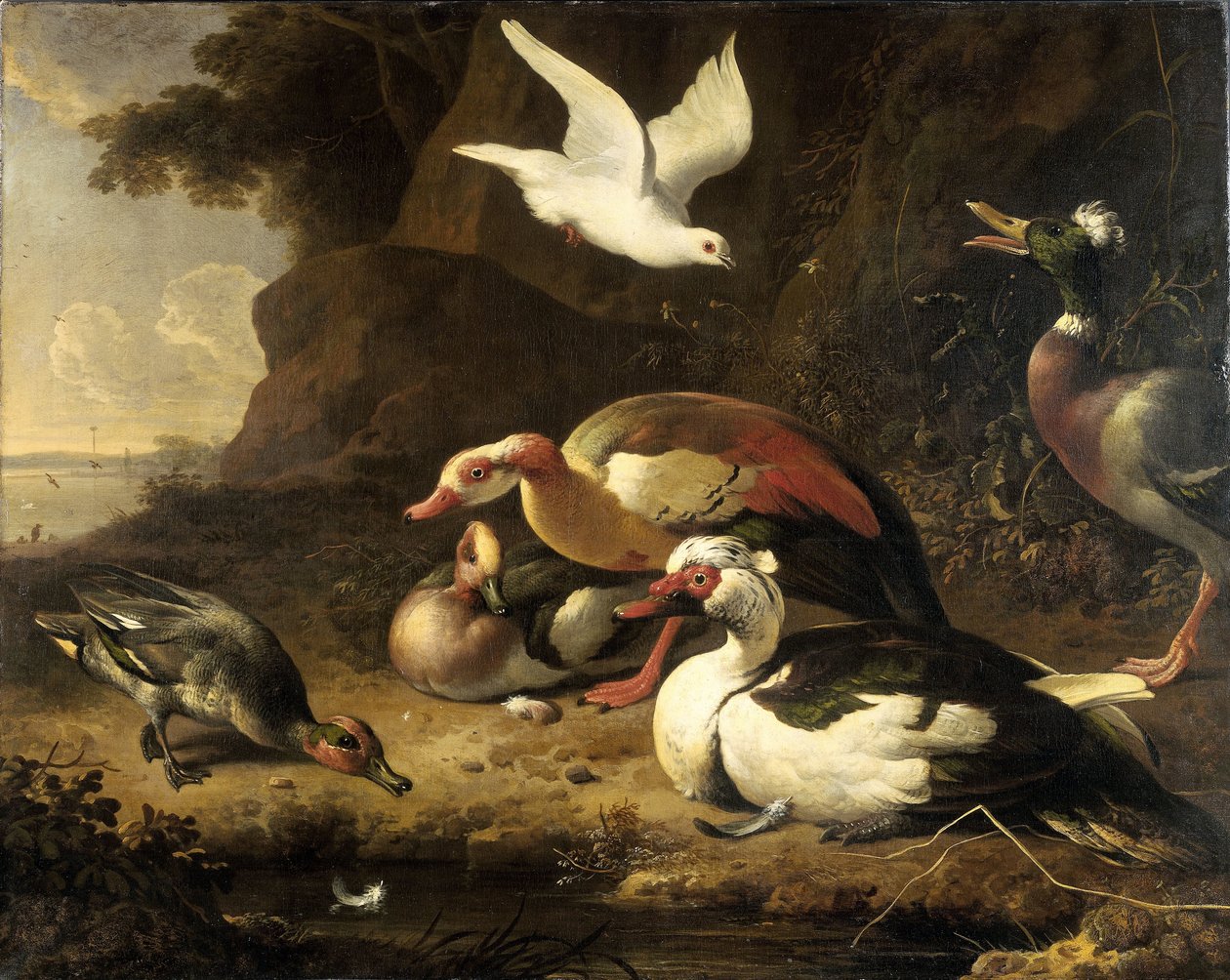 البط بواسطة Melchior d'Hondecoeter
