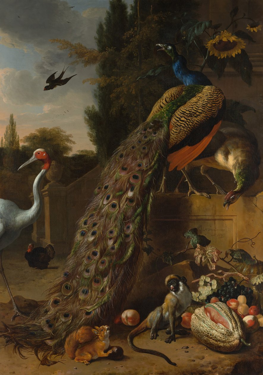 الطاووس ، 1683. بواسطة Melchior d'Hondecoeter