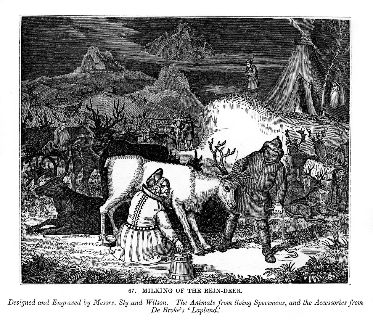 حلب الغزلان من رين 1843 بواسطة السادة سلاي وويلسون