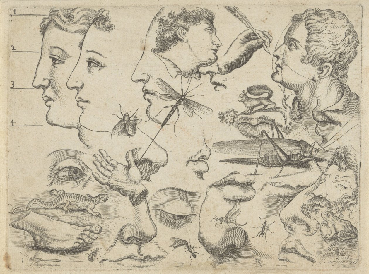 ورقة دراسة مع أمثلة للرسم: الرؤوس وأجزاء الجسم والحيوانات أمثلة الرسم (عنوان السلسلة) بواسطة مايكل سنايدرز