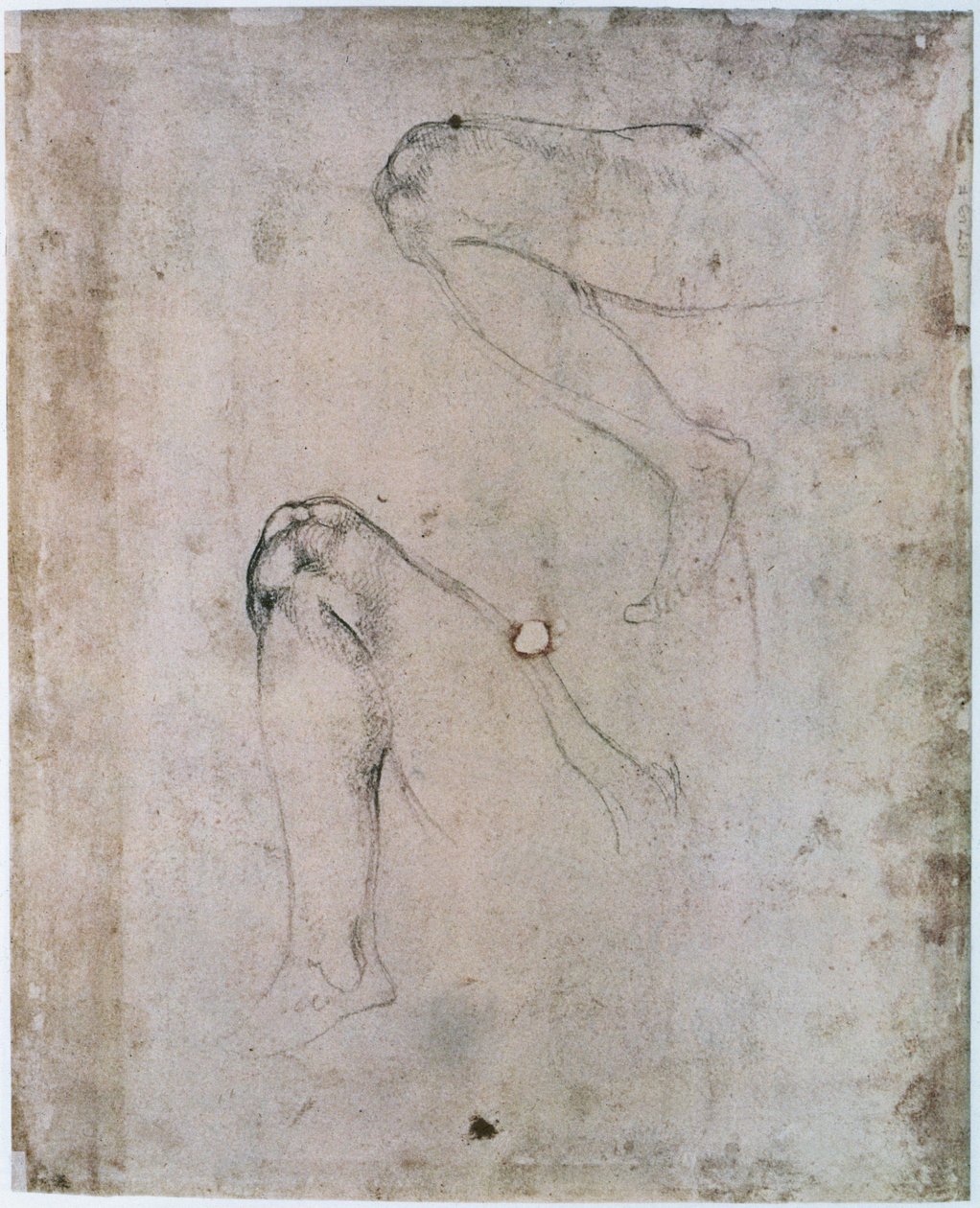 سقف كنيسة سيستين (1508-12): رسمان لساق حواء اليمنى من مشهد الخطيئة الأصلية (فحم على ورق) بواسطة مايكل أنجلو بوناروتي