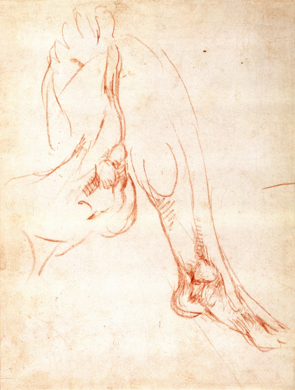 دراسة أسفل الساق والقدم (الطباشير الأحمر على الورق) (المستقيم) بواسطة مايكل أنجلو بوناروتي