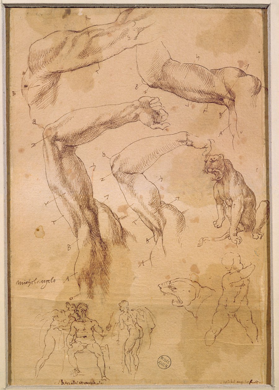 السيدة H 184 fol.202 دراسات الأسلحة المرفوعة ، والقطة البرية ومجموعة من الشخصيات بواسطة مايكل أنجلو بوناروتي