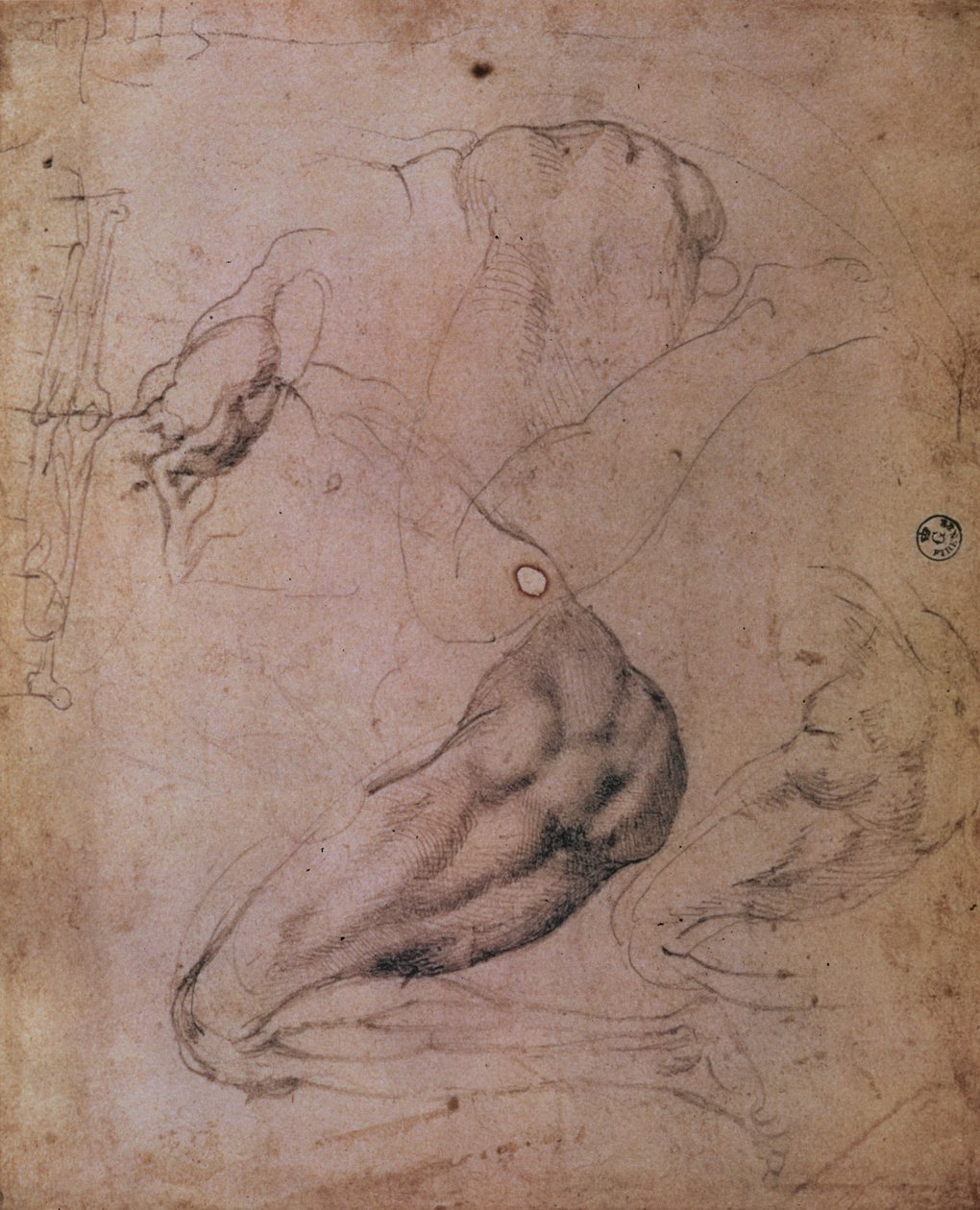 سقف كنيسة سيستين (1508-12): رسومات تخطيطية لشكل حواء من مشهد الخطيئة الأصلية (فحم على ورق) بواسطة مايكل أنجلو بوناروتي