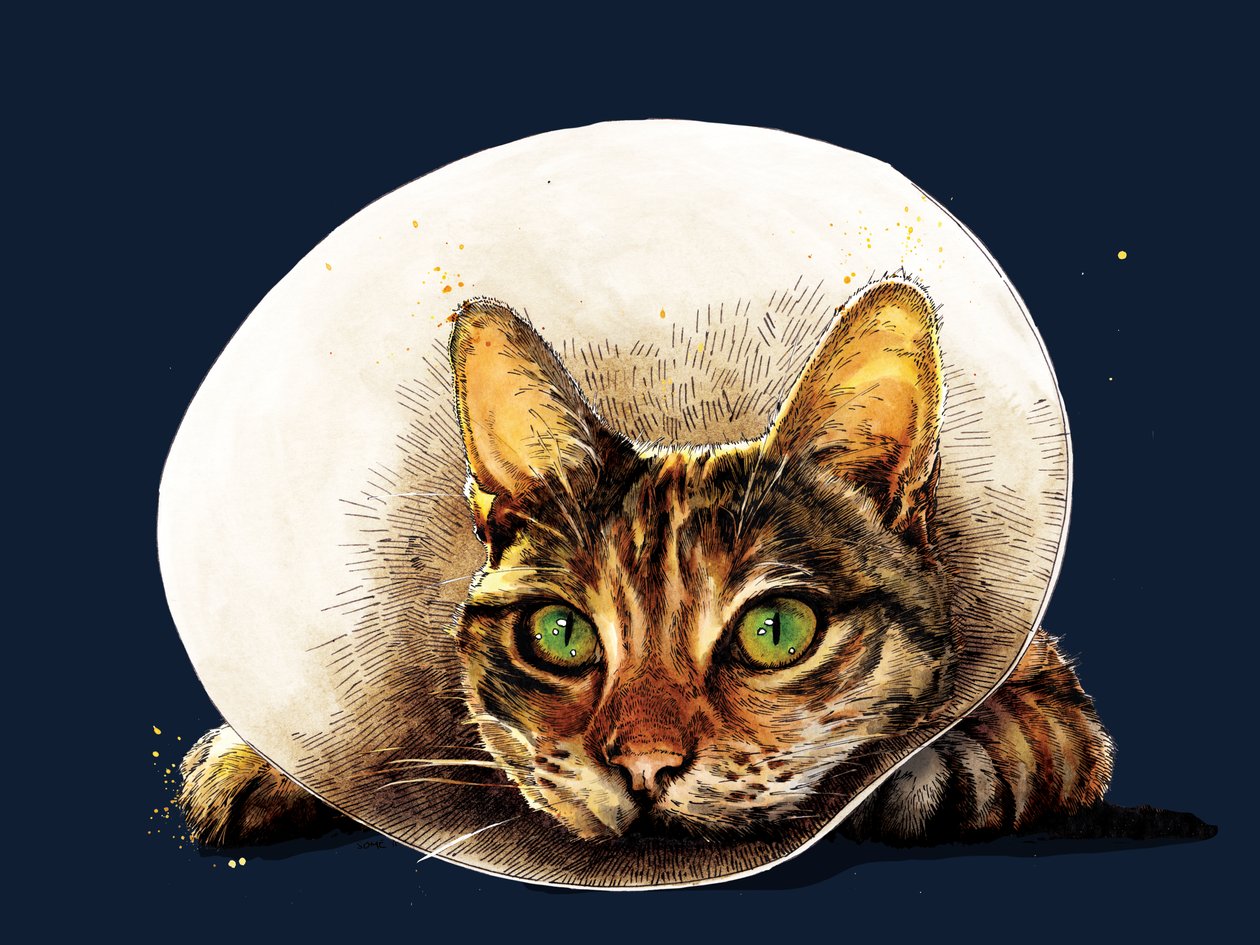 احصل على Well Cat في منتصف الليل الأزرق ، 2020 بواسطة مايك ديفيس