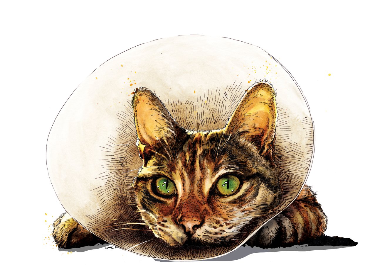 Get Well Cat on White ، 2020 بواسطة مايك ديفيس