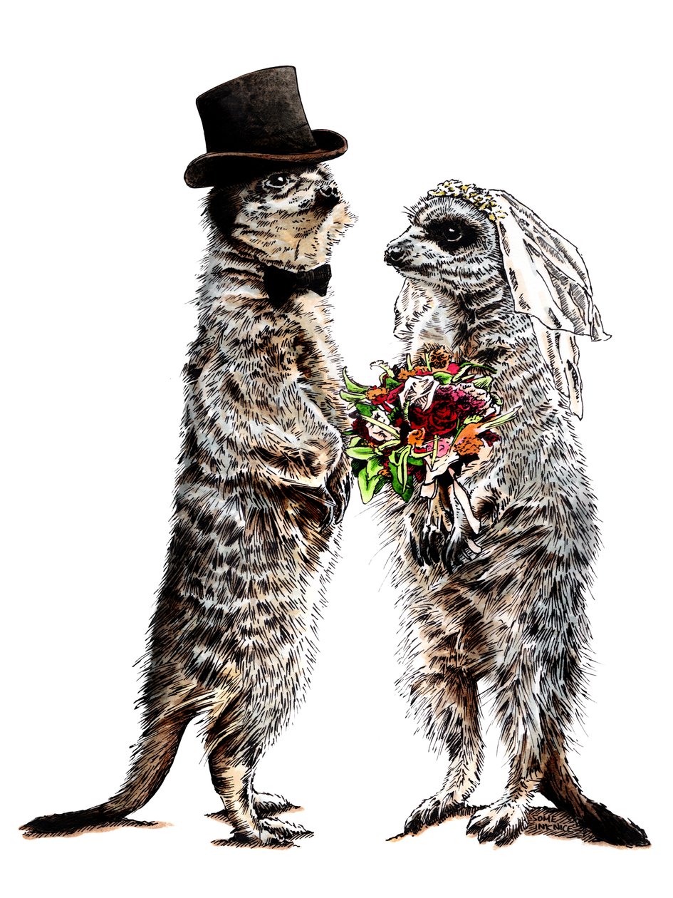 متزوج Meerkats on White ، 2020 بواسطة مايك ديفيس