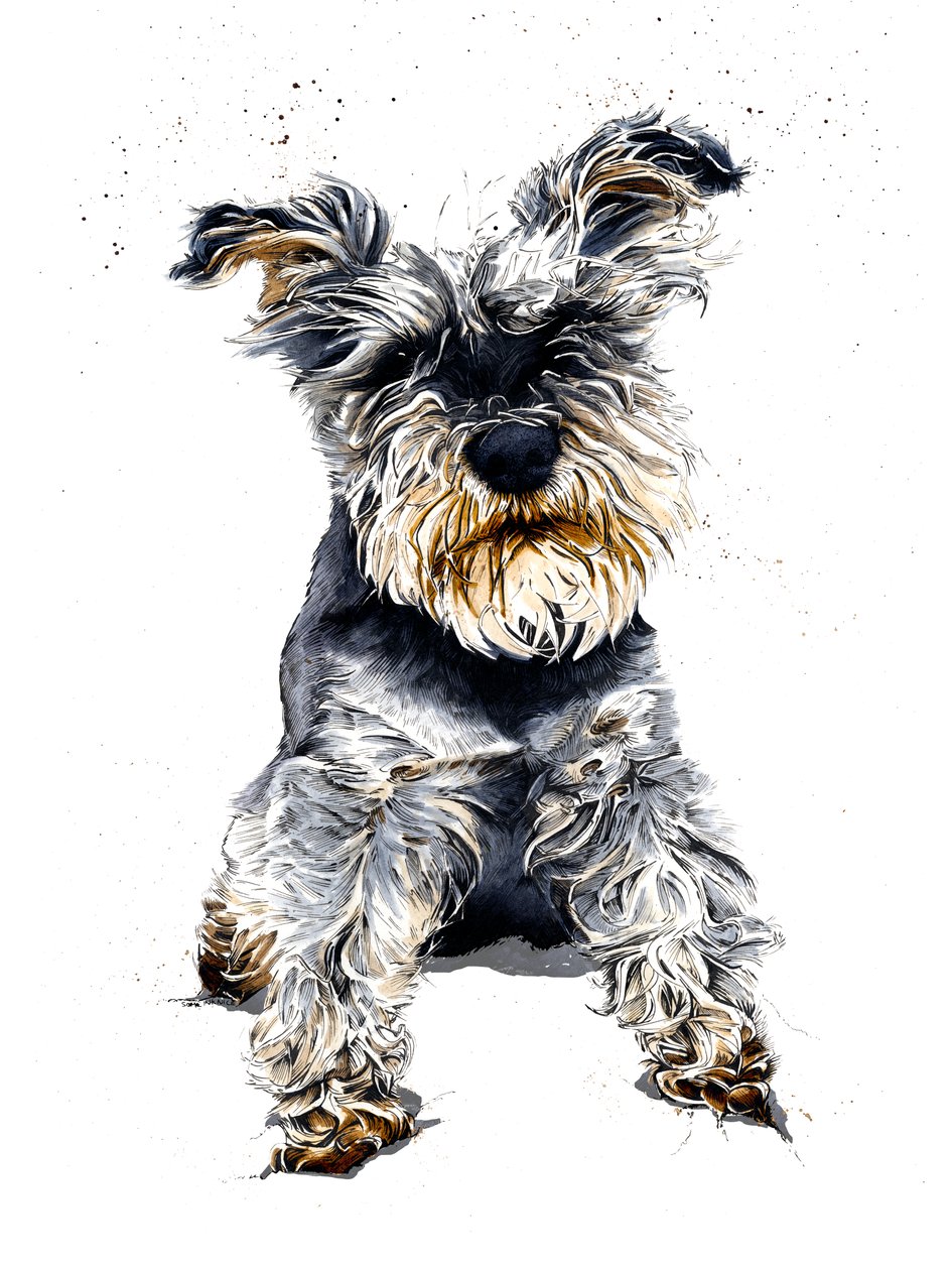أولي The Schnauzer on White ، 2019 بواسطة مايك ديفيس