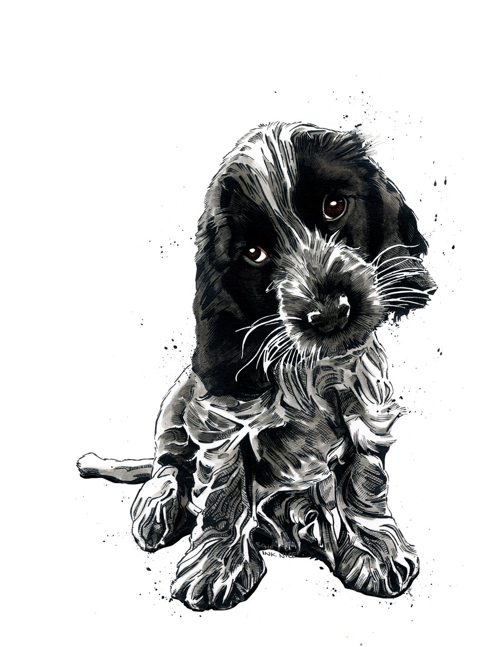 Rosie The Cocker Spaniel on White ، 2019 بواسطة مايك ديفيس