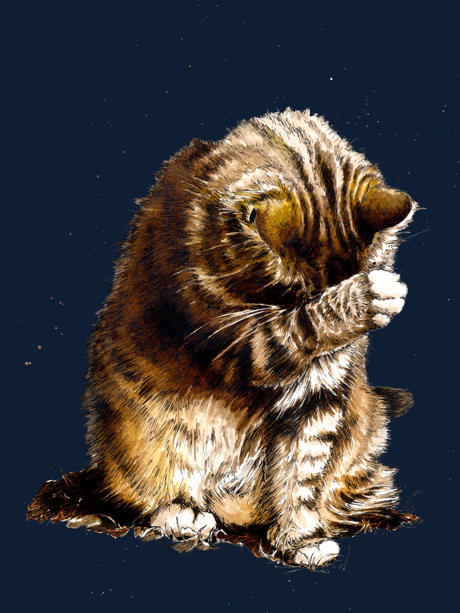 Smallfry The Cat on Midnight Blue ، 2020 بواسطة مايك ديفيس