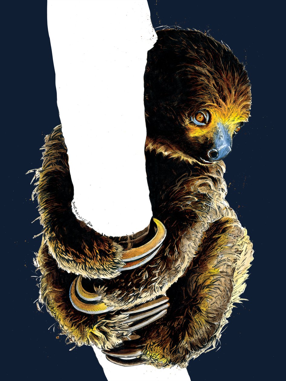 Talita The Sloth on Midnight Blue ، 2020 بواسطة مايك ديفيس
