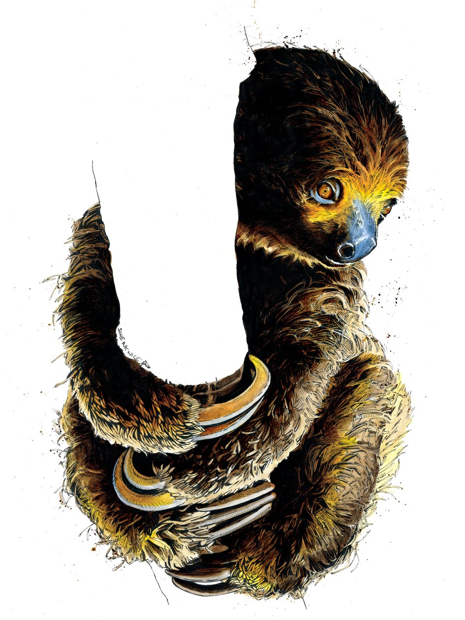 Talita The Sloth on White ، 2019 بواسطة مايك ديفيس