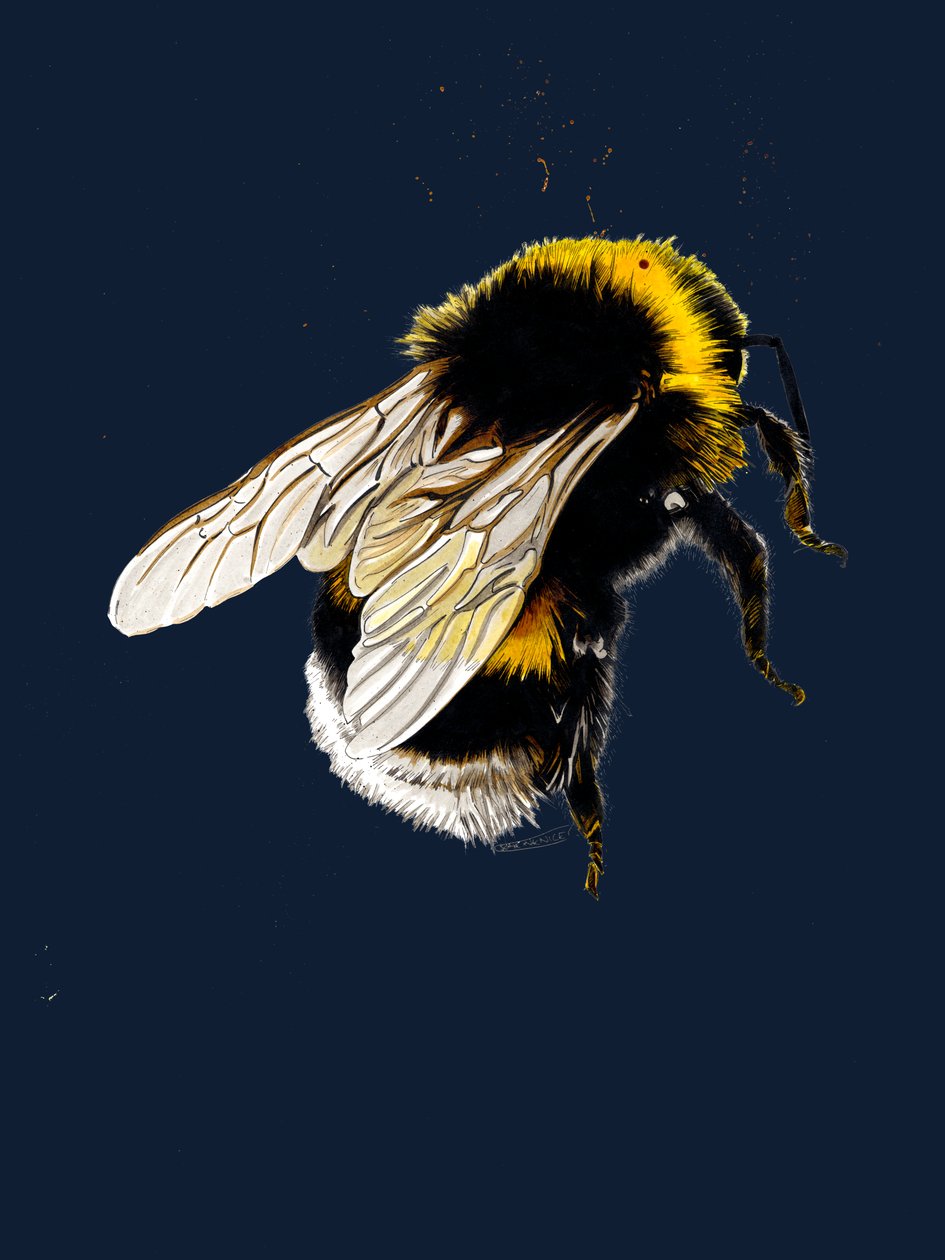 The Bee on Midnight Blue ، 2020 بواسطة مايك ديفيس