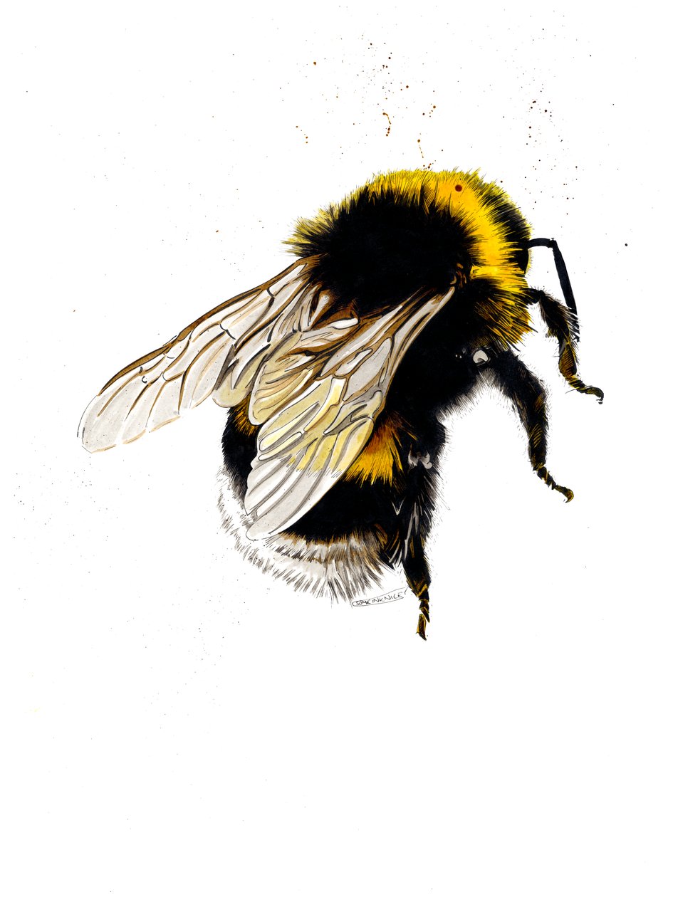 The Bee on White ، 2019 بواسطة مايك ديفيس