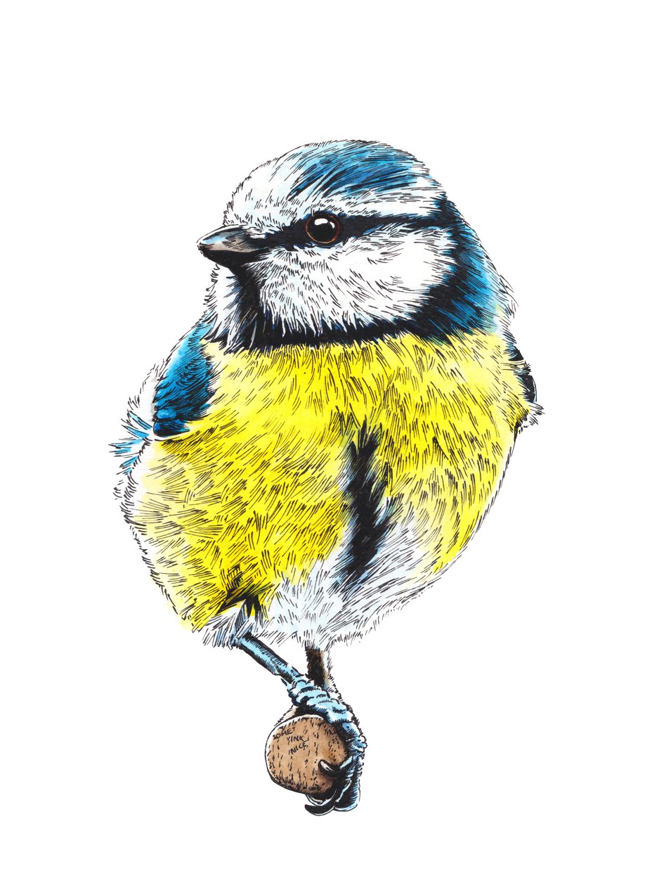 The Blue Tit on White ، 2022 بواسطة مايك ديفيس