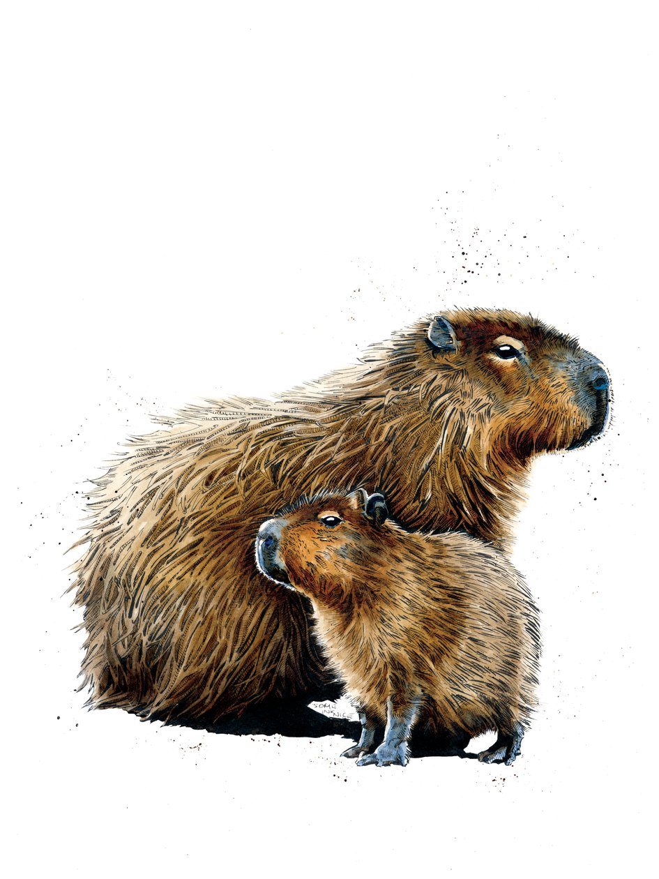 The Capybaras on White ، 2019 بواسطة مايك ديفيس