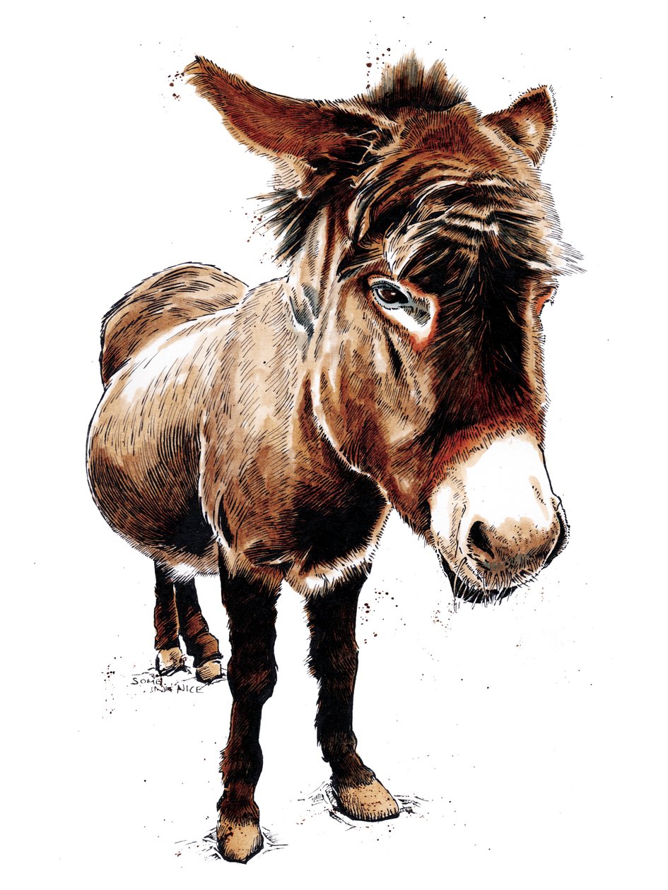 The Little Donkey on White ، 2020 بواسطة مايك ديفيس
