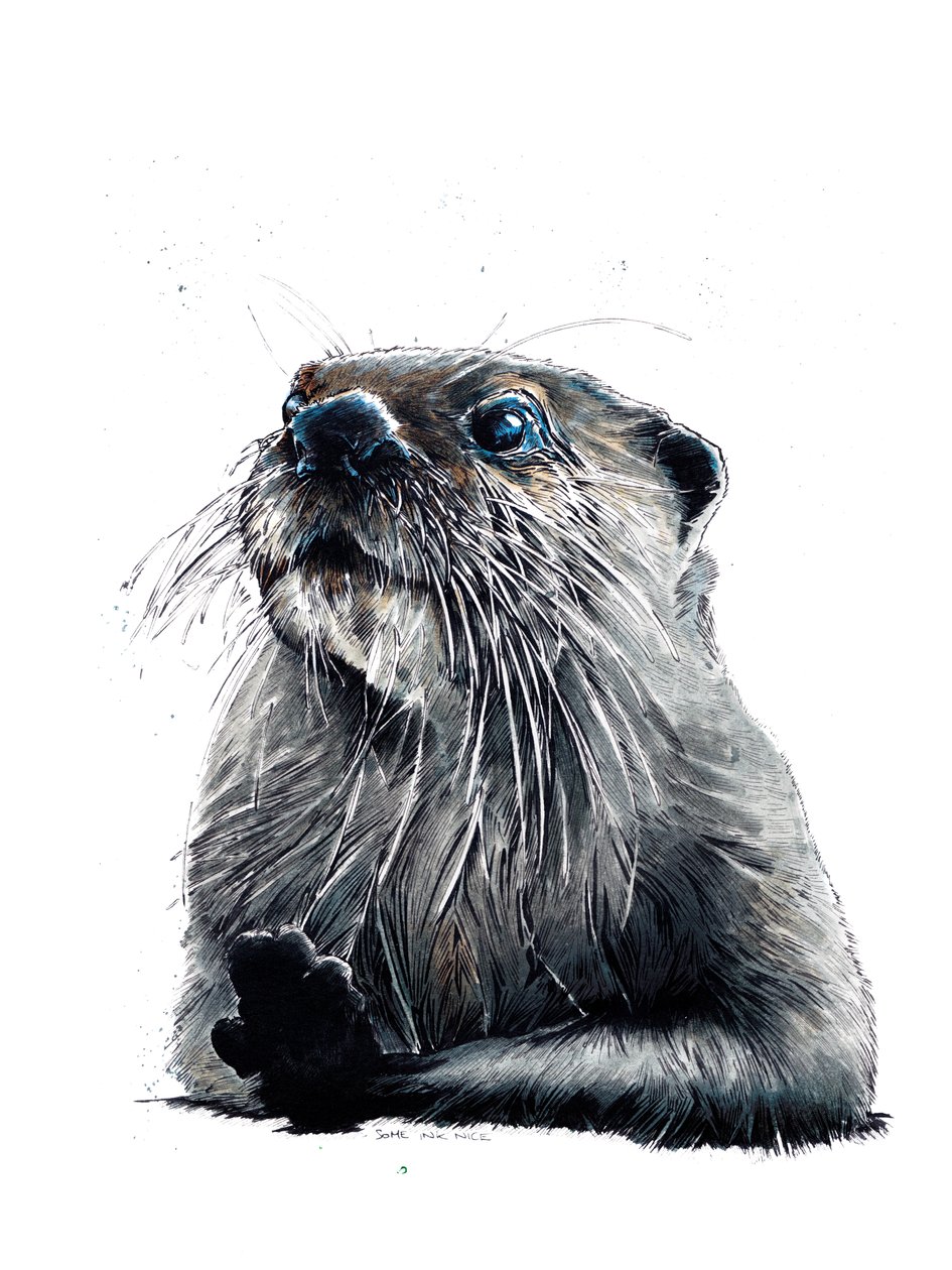 The Otter on White ، 2020 بواسطة مايك ديفيس