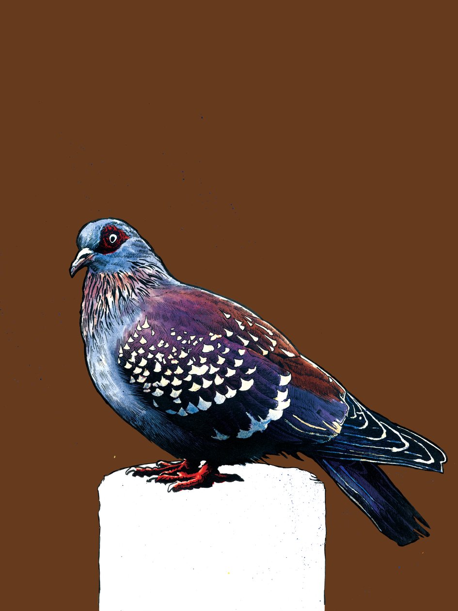 The Pigeon on Burnt Orange ، 2020 بواسطة مايك ديفيس